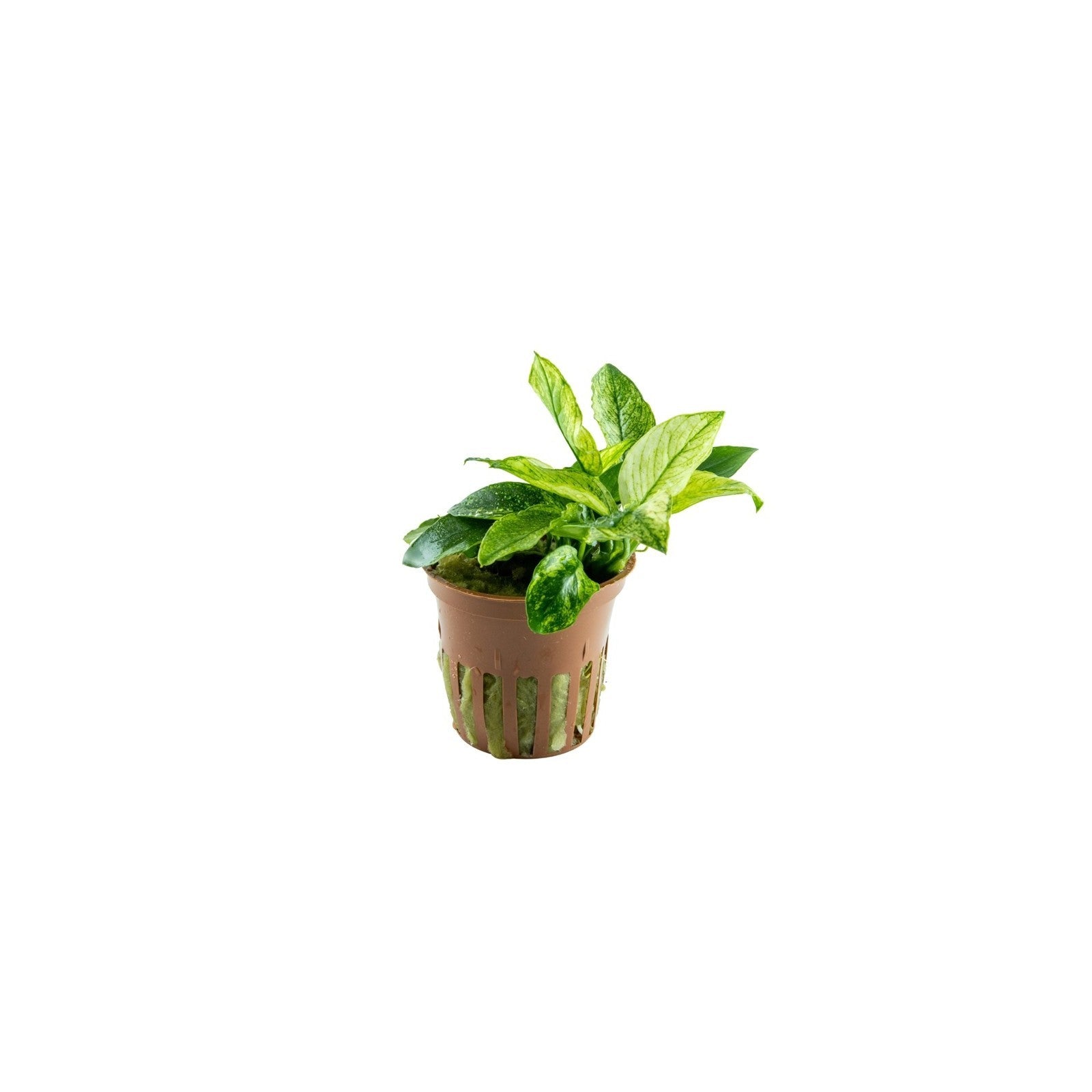 TROPICA Anubias Barteri nana PINTO