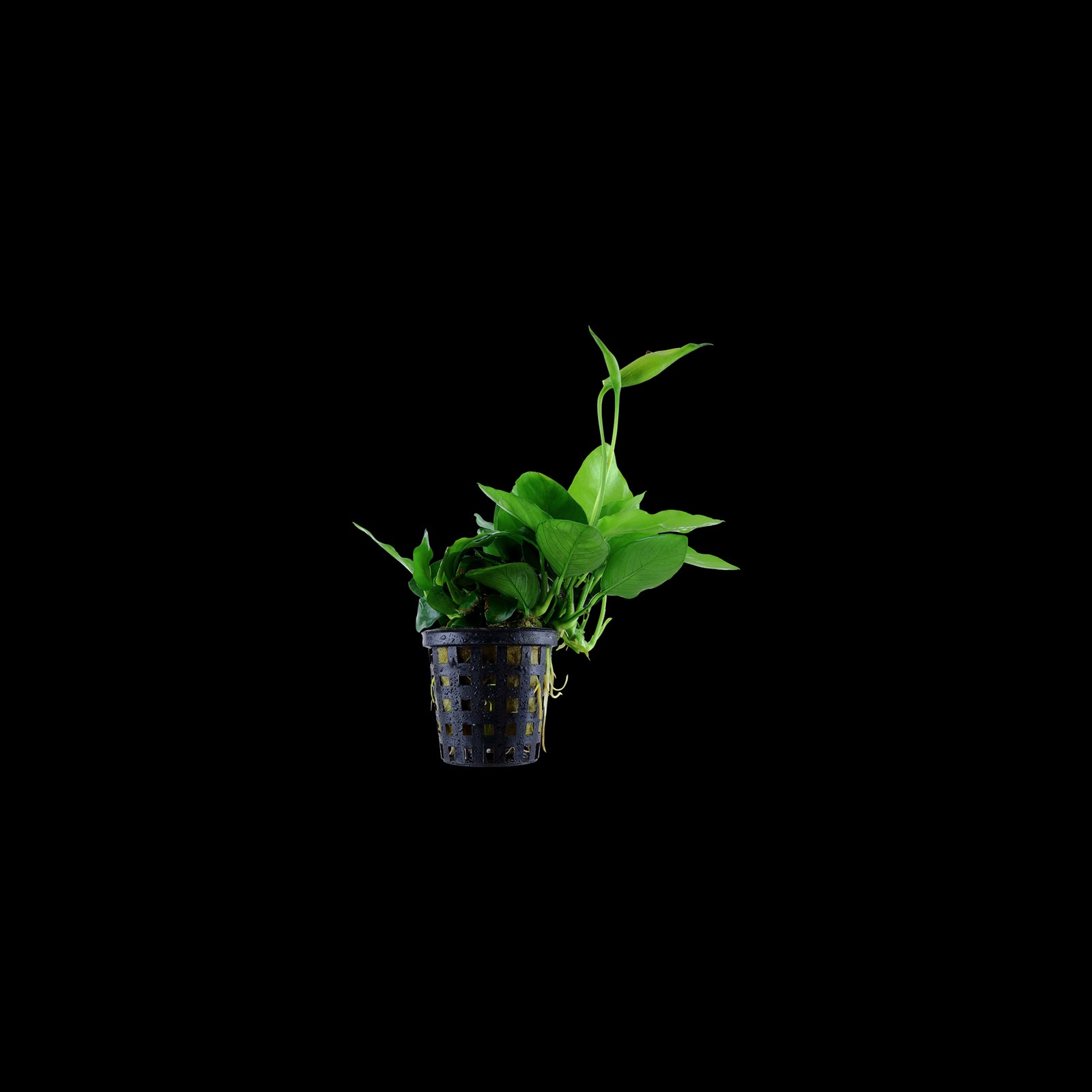 TROPICA Anubias Barteri Nana Large