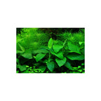 TROPICA Anubias Barteri Nana Large
