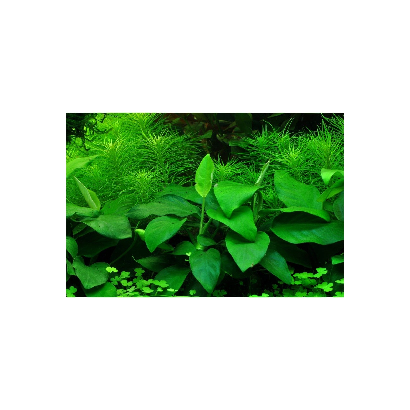 TROPICA Anubias Barteri Nana Large