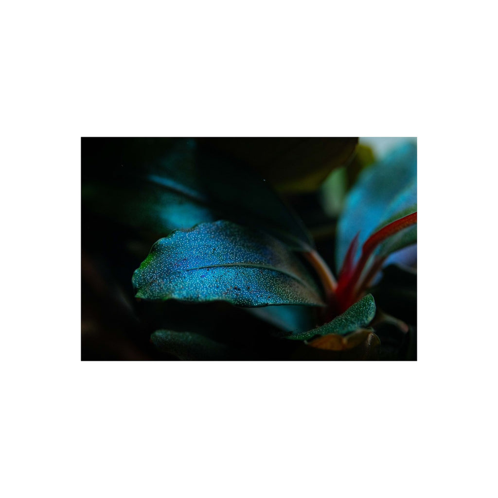 TROPICA Bucephalandra Sordidula 'Blue'