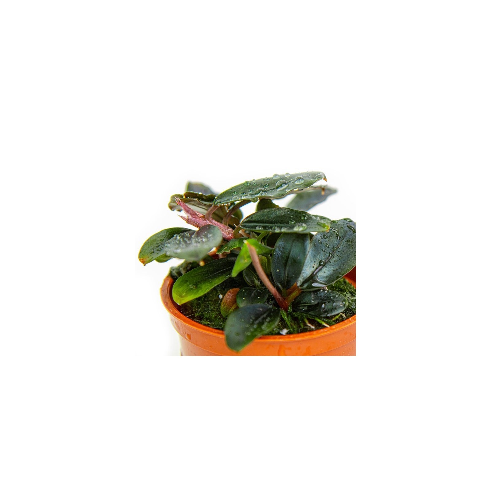 TROPICA Bucephalandra Sordidula 'Blue'