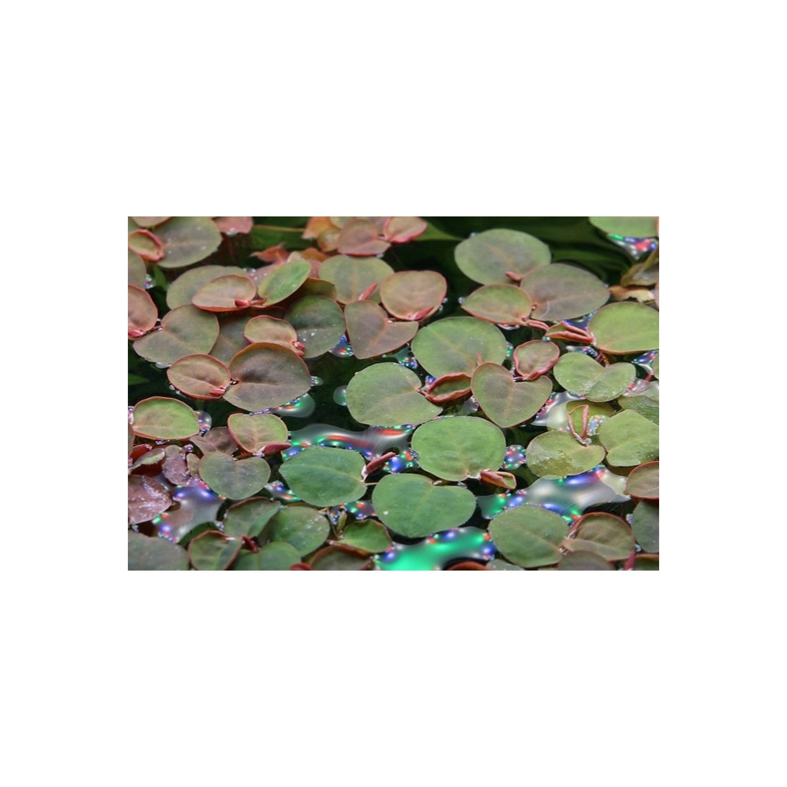 Tropica Phyllanthus Fluitans in Cup