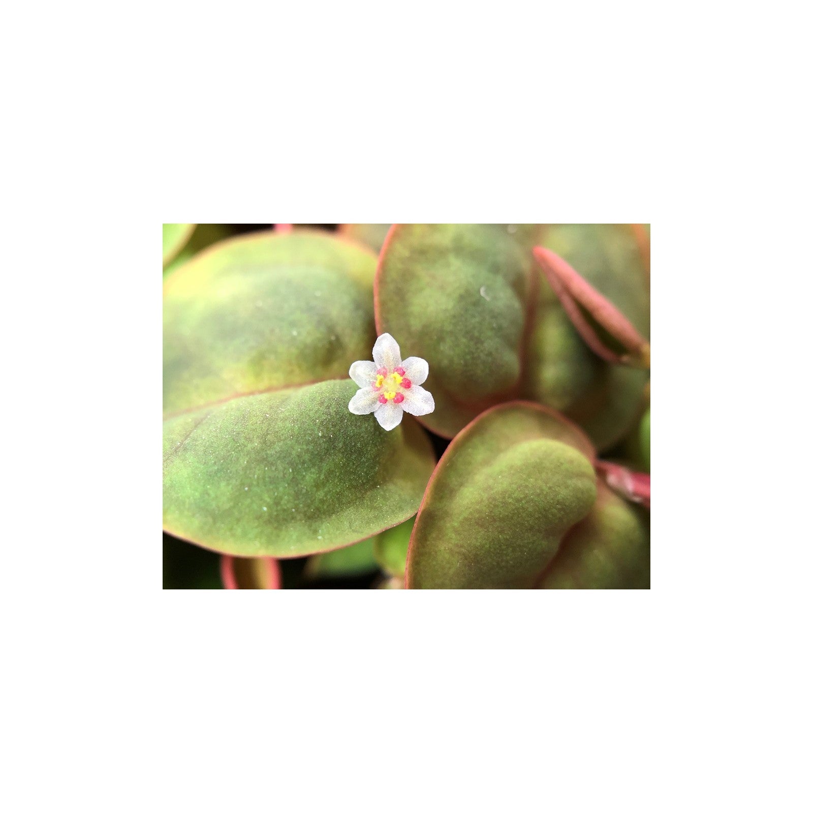 Tropica Phyllanthus Fluitans in Cup