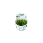 Tropica Phyllanthus Fluitans in Cup