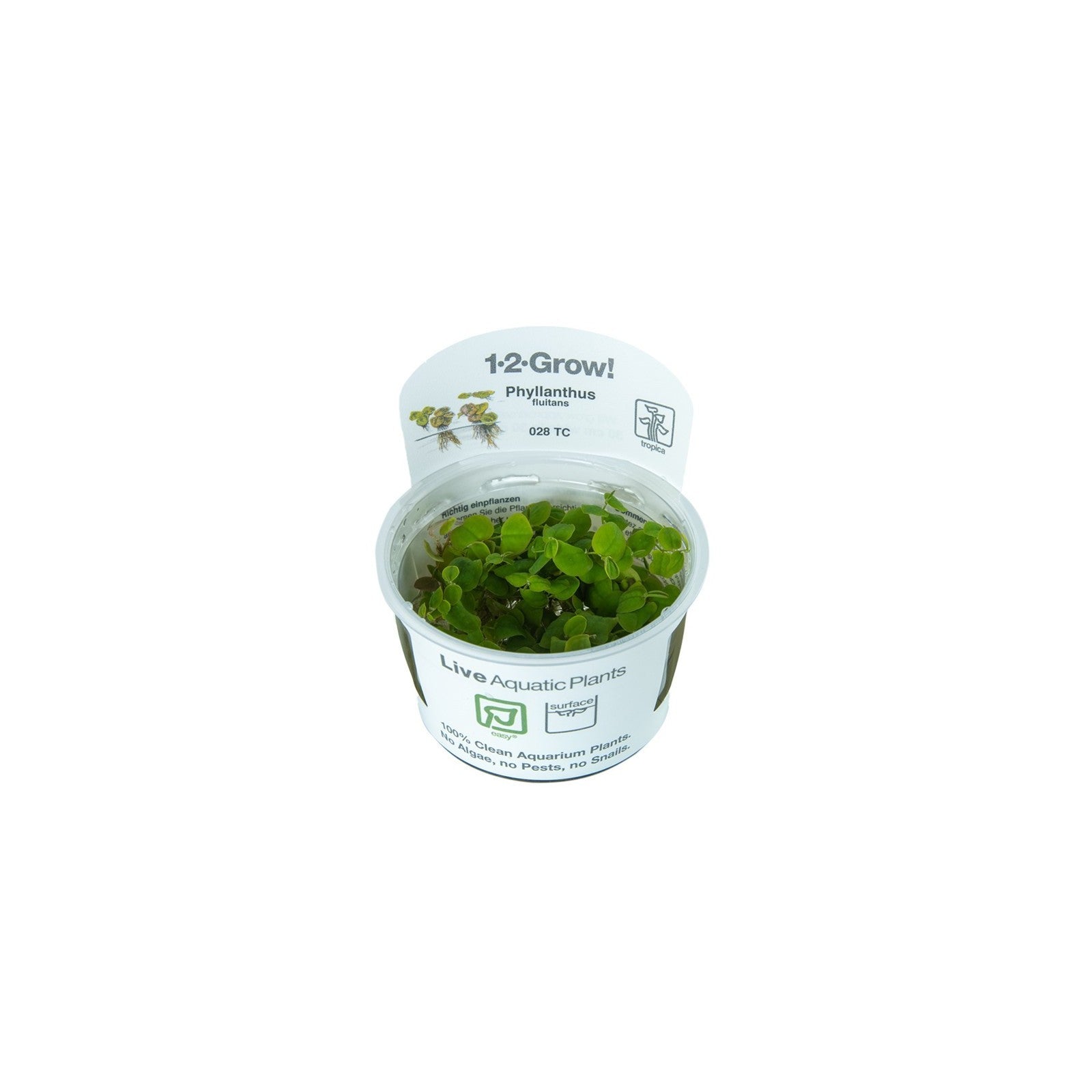Tropica Phyllanthus Fluitans in Cup