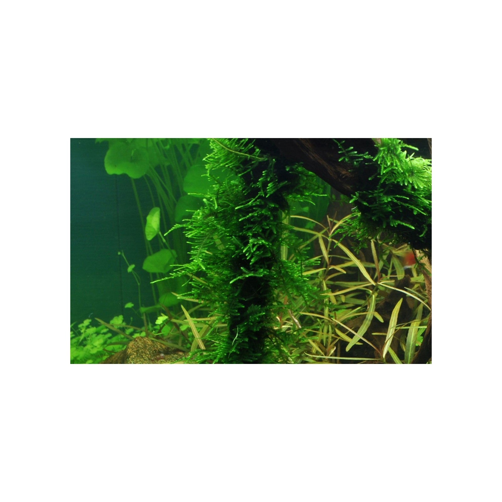 Tropica Taxipèhyllum sp. 'Spiky Moss' in Cup