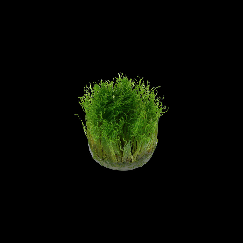 Tropica Taxipèhyllum sp. 'Spiky Moss' in Cup