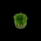 Tropica Taxipèhyllum sp. 'Spiky Moss' in Cup