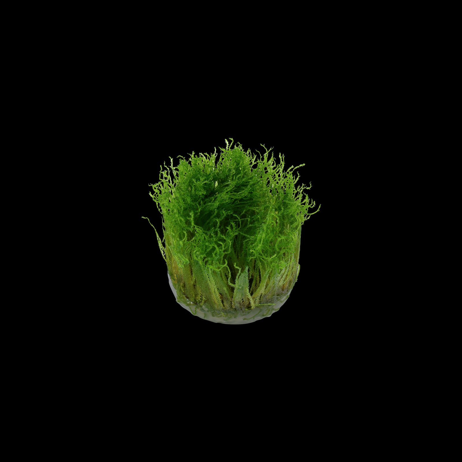 Tropica Taxipèhyllum sp. 'Spiky Moss' in Cup