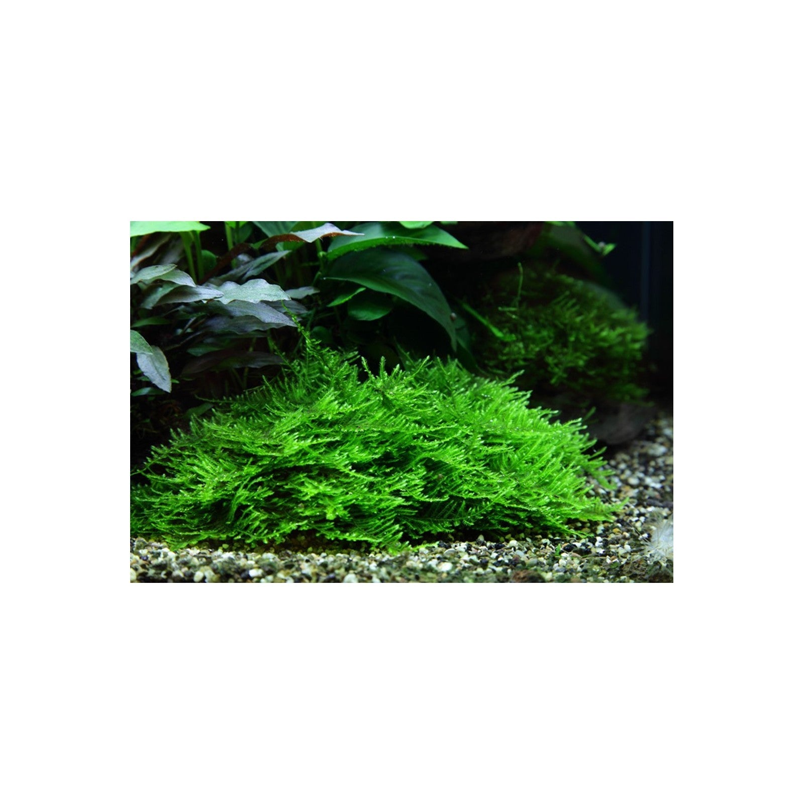 Tropica Taxipèhyllum sp. 'Spiky Moss' in Cup