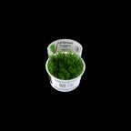 Tropica Taxipèhyllum sp. 'Spiky Moss' in Cup