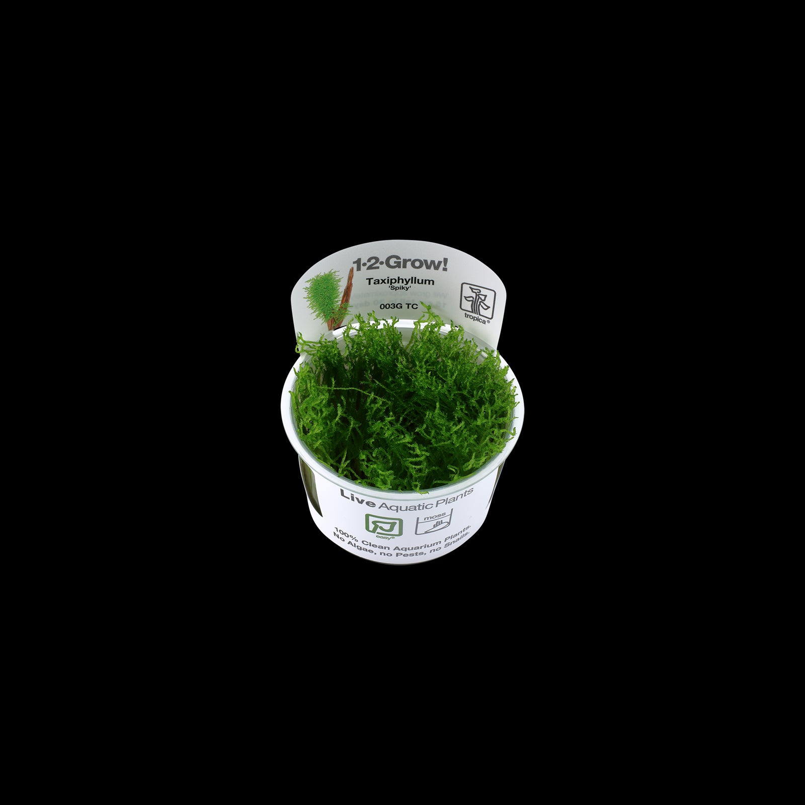 Tropica Taxipèhyllum sp. 'Spiky Moss' in Cup