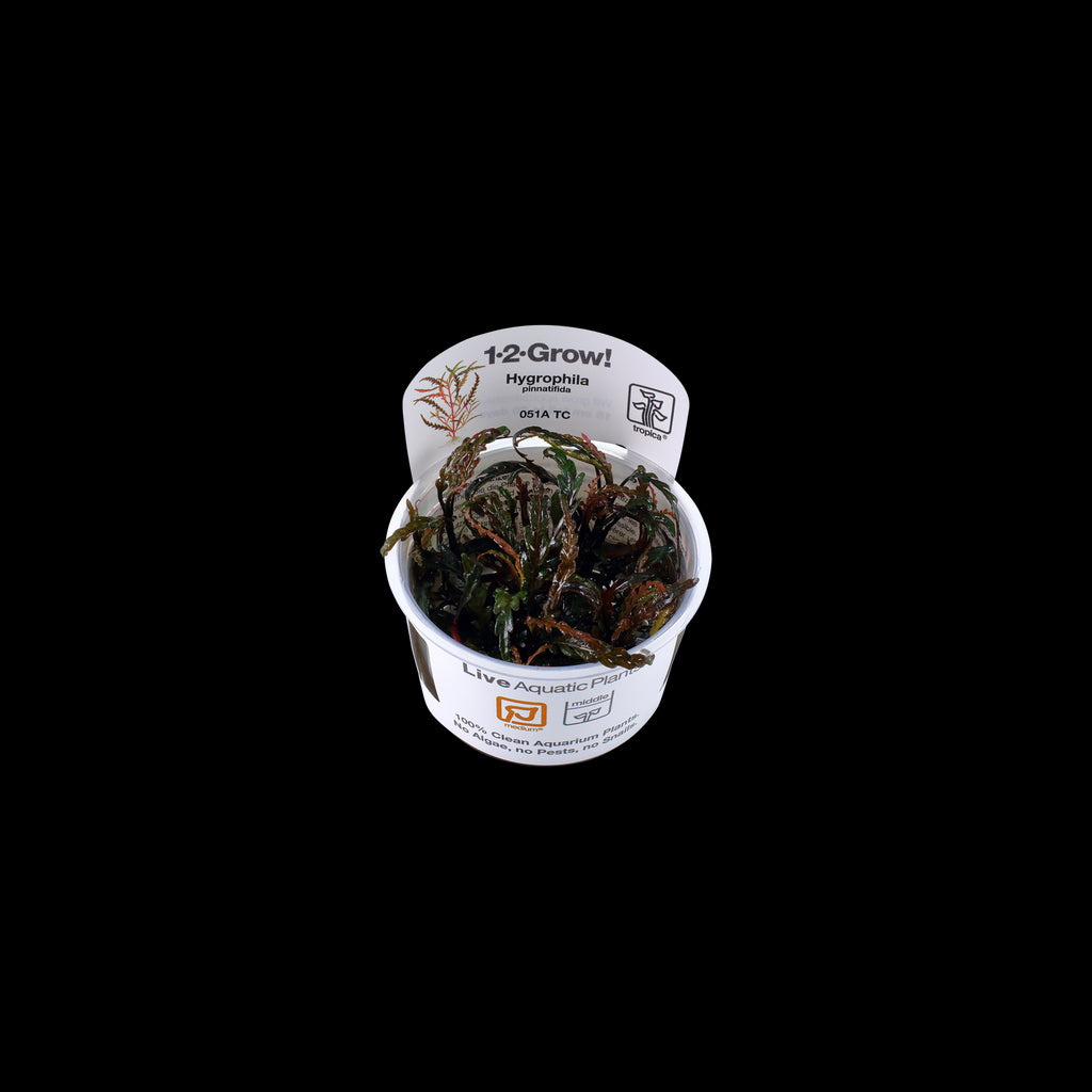 Tropica Hygrophila Pinnatifida in Cup