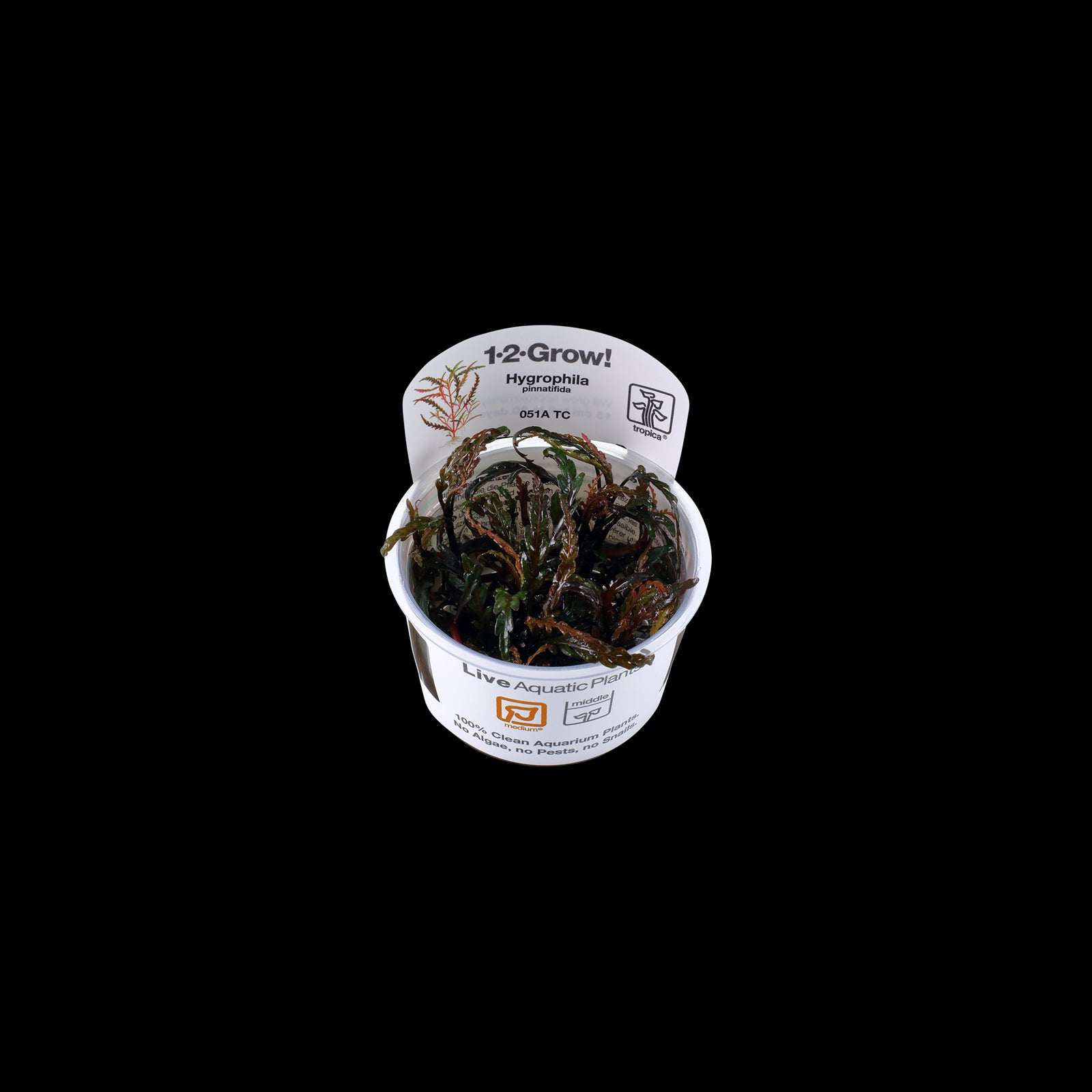 Tropica Hygrophila Pinnatifida in Cup