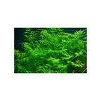 TROPICA Ceratopteris Thalictroides