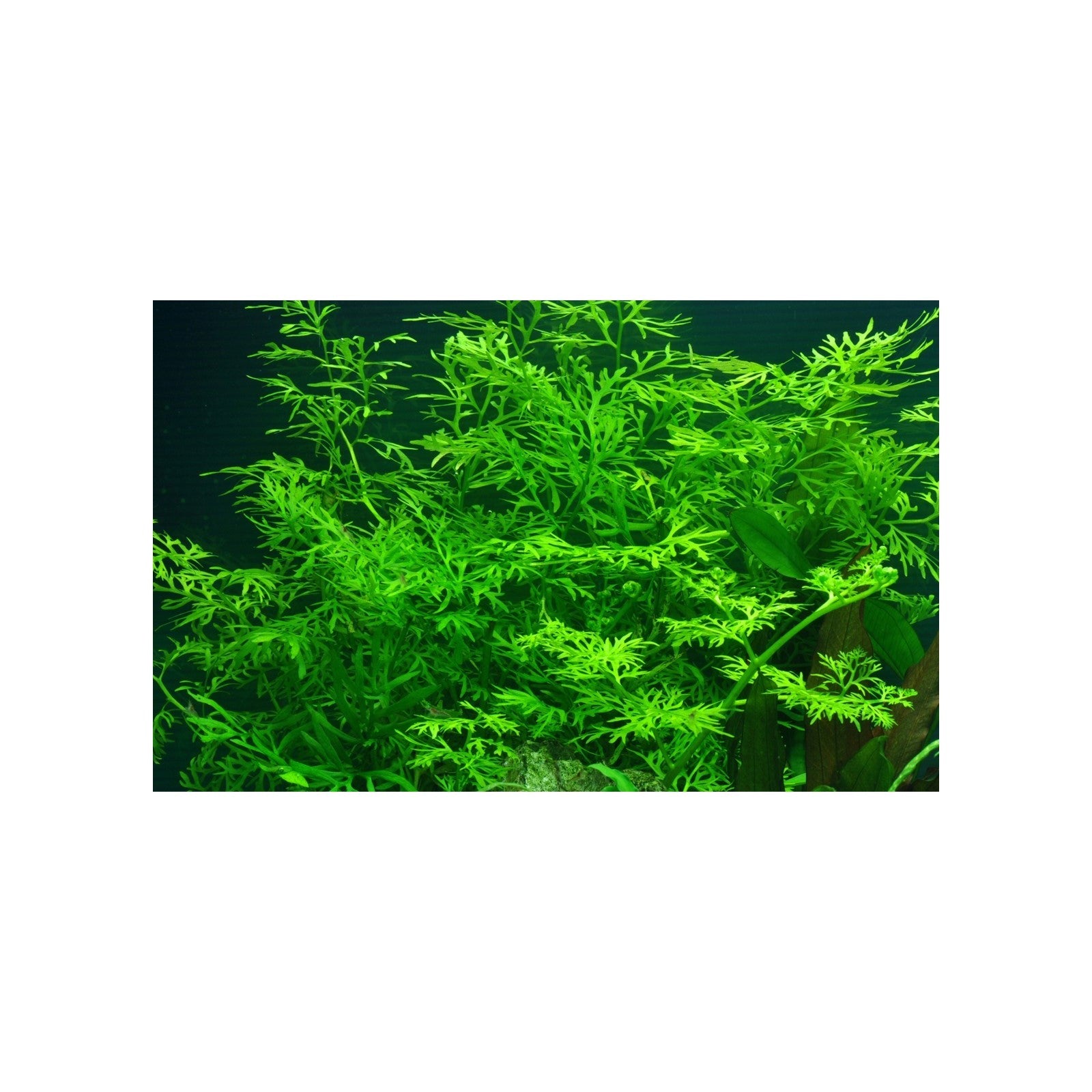TROPICA Ceratopteris Thalictroides