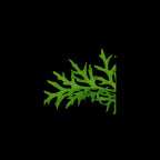 TROPICA Ceratopteris Thalictroides