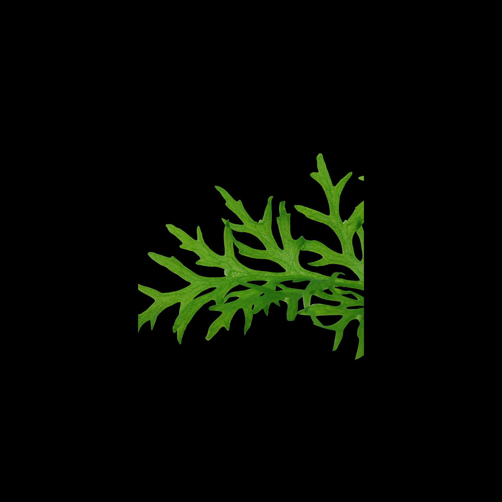 TROPICA Ceratopteris Thalictroides