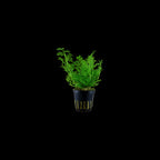 TROPICA Ceratopteris Thalictroides