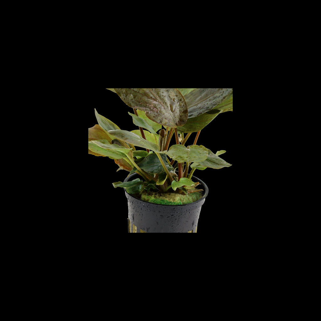 TROPICA Lagenandra Meeboldii 'red'