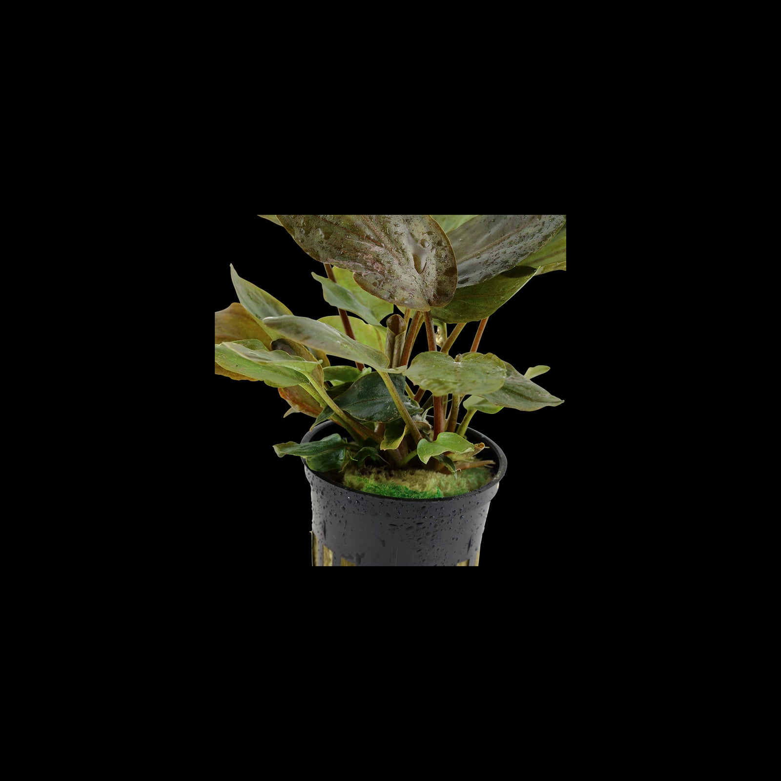 TROPICA Lagenandra Meeboldii 'red'