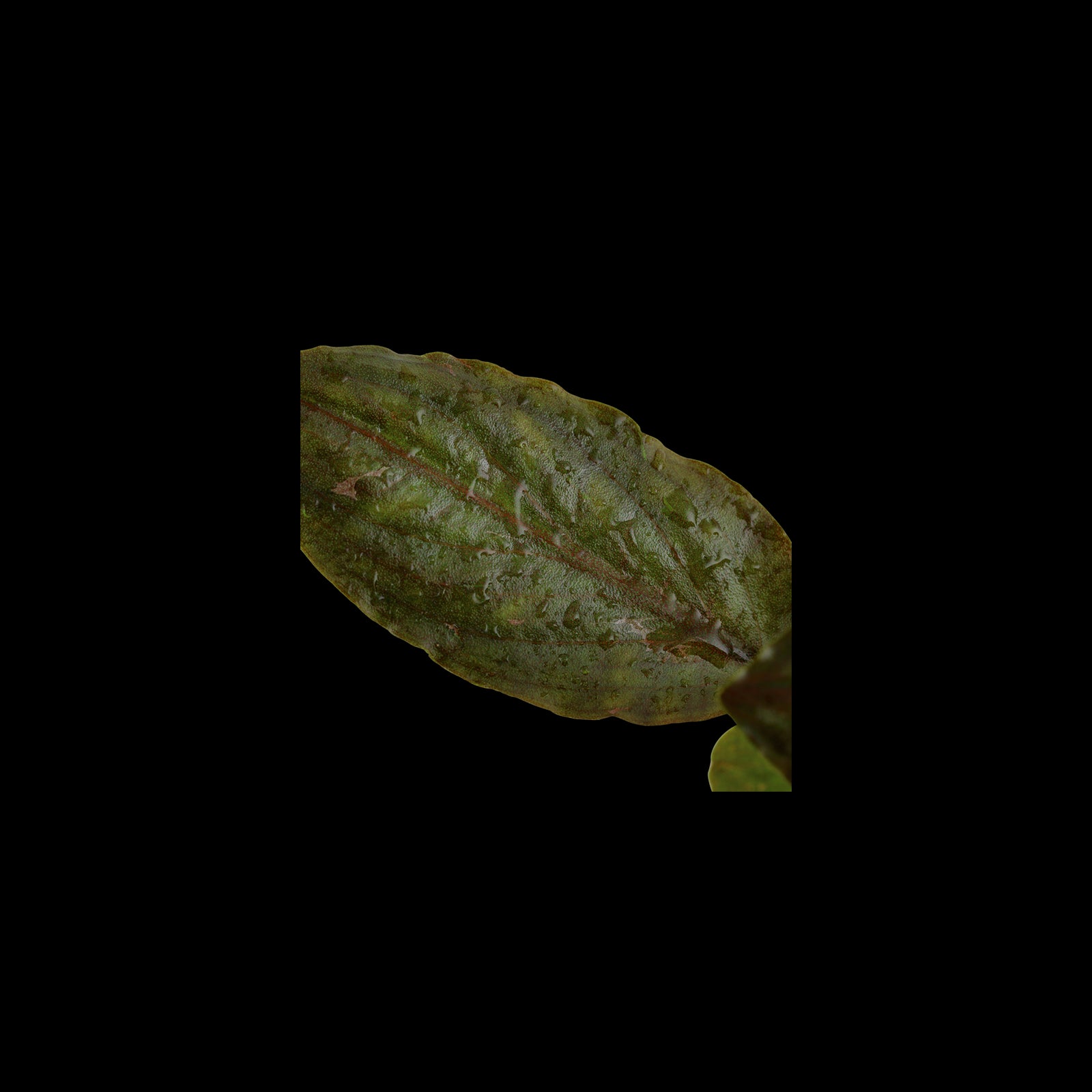 TROPICA Lagenandra Meeboldii 'red'