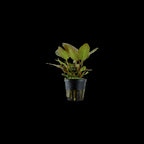 TROPICA Lagenandra Meeboldii 'red'