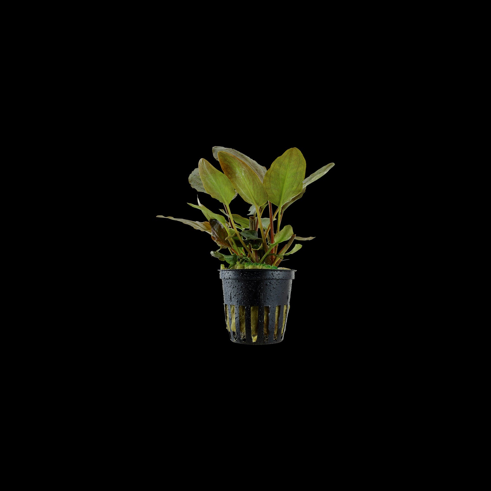 TROPICA Lagenandra Meeboldii 'red'