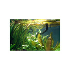 TROPICA Vallisneria Gigantea
