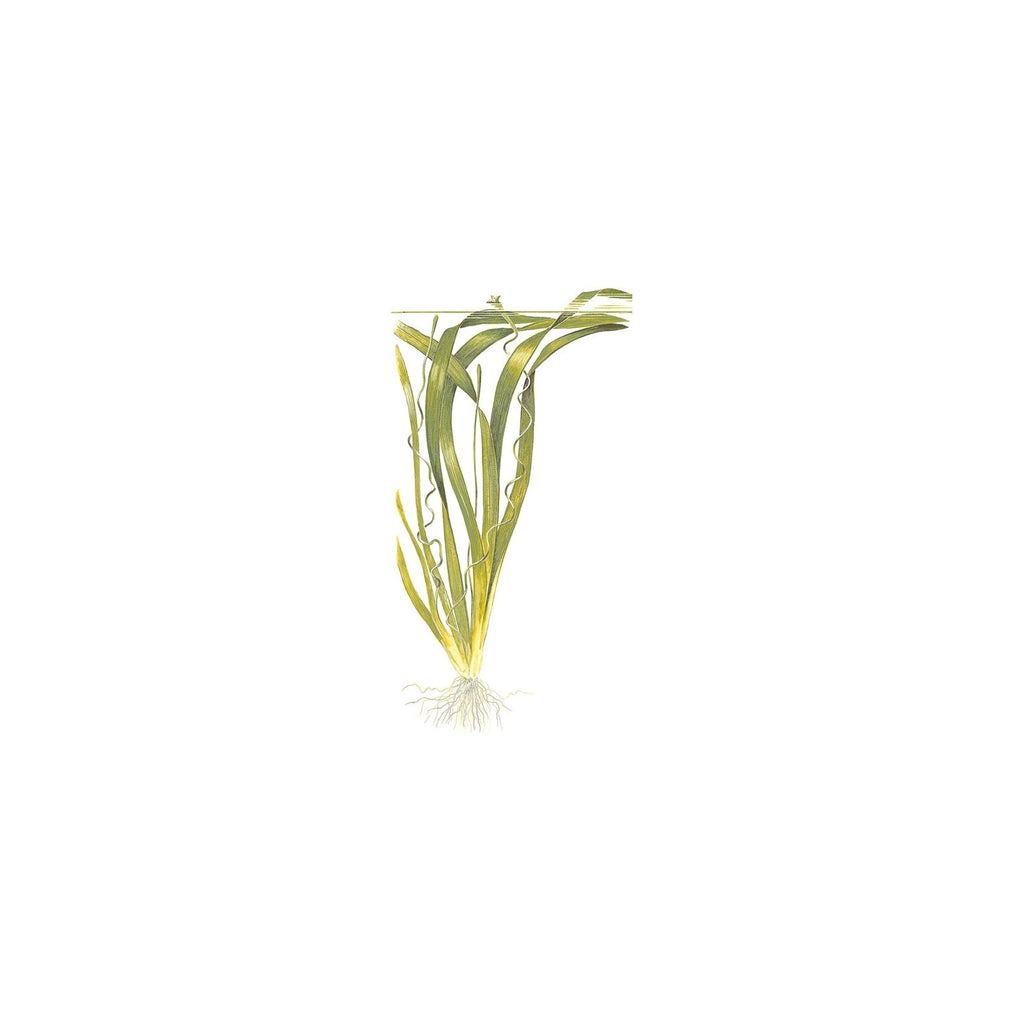 TROPICA Vallisneria Gigantea