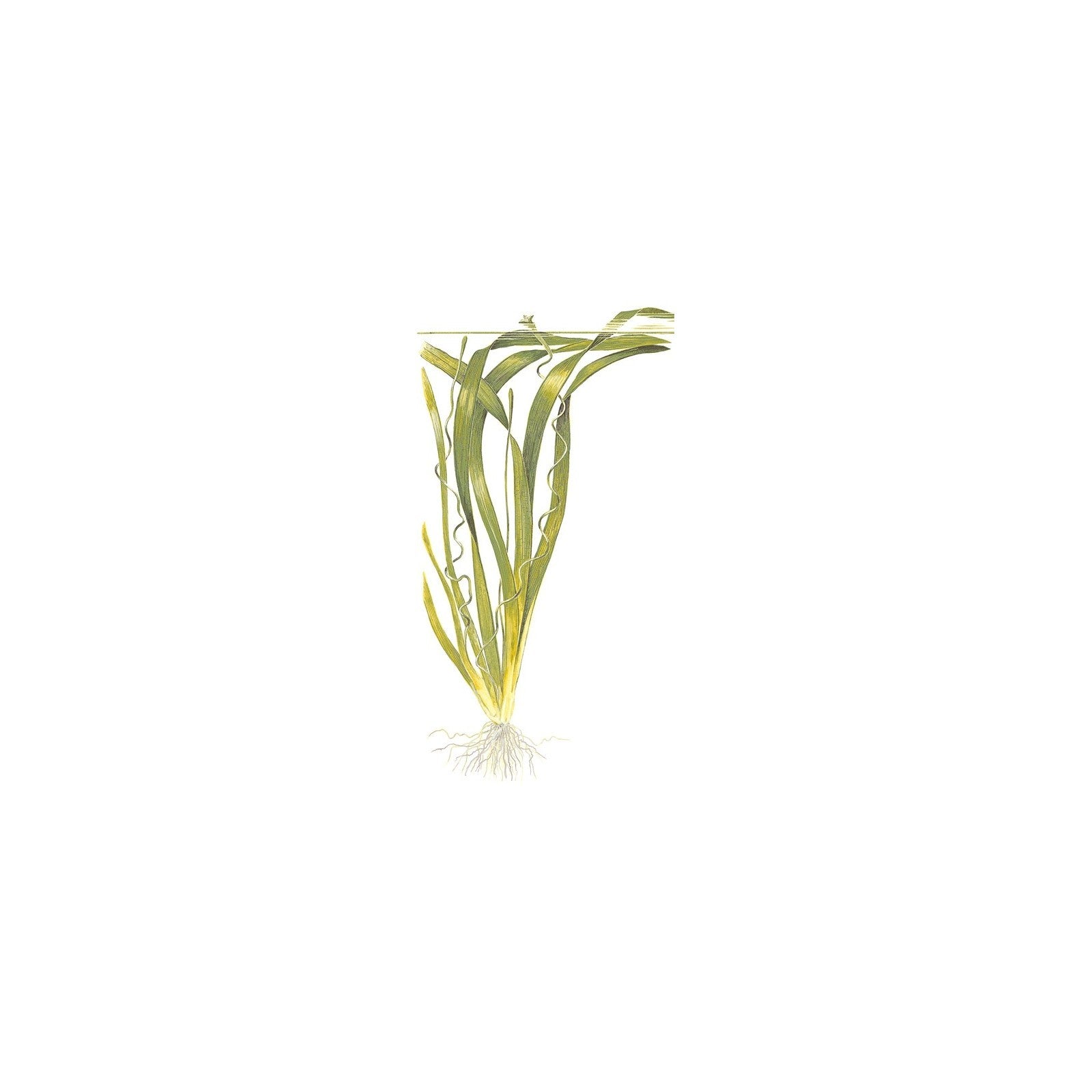 TROPICA Vallisneria Gigantea