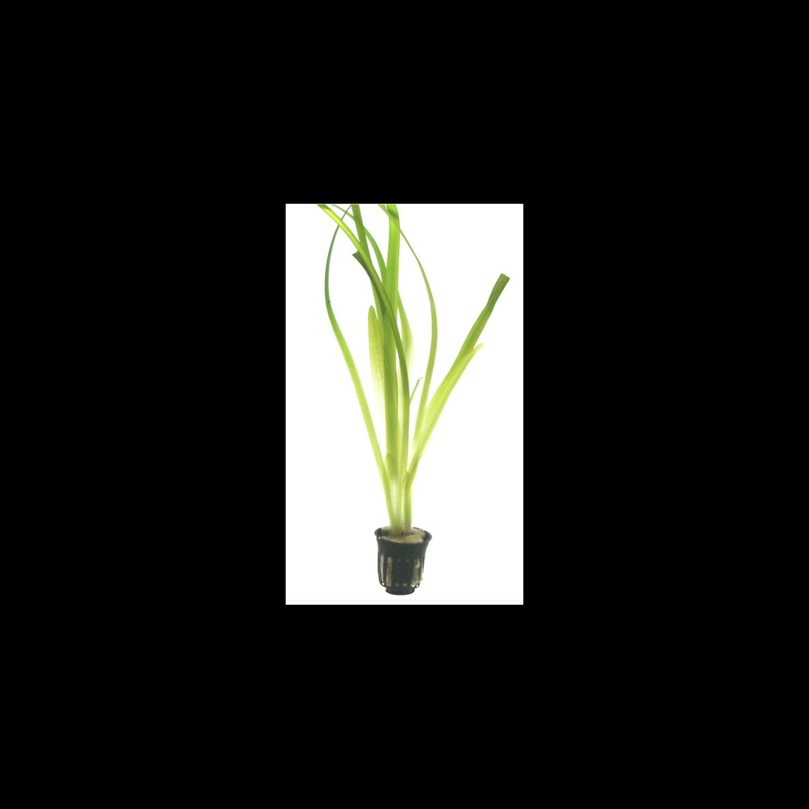 TROPICA Vallisneria Gigantea