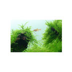 Tropica Taxiphyllum sp. Barberi 'bogor moss'