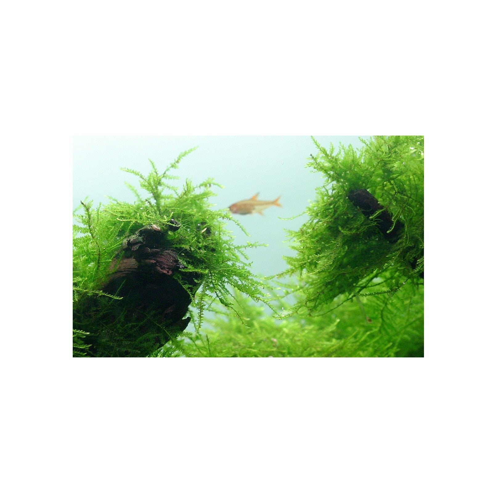 Tropica Taxiphyllum sp. Barberi 'bogor moss'