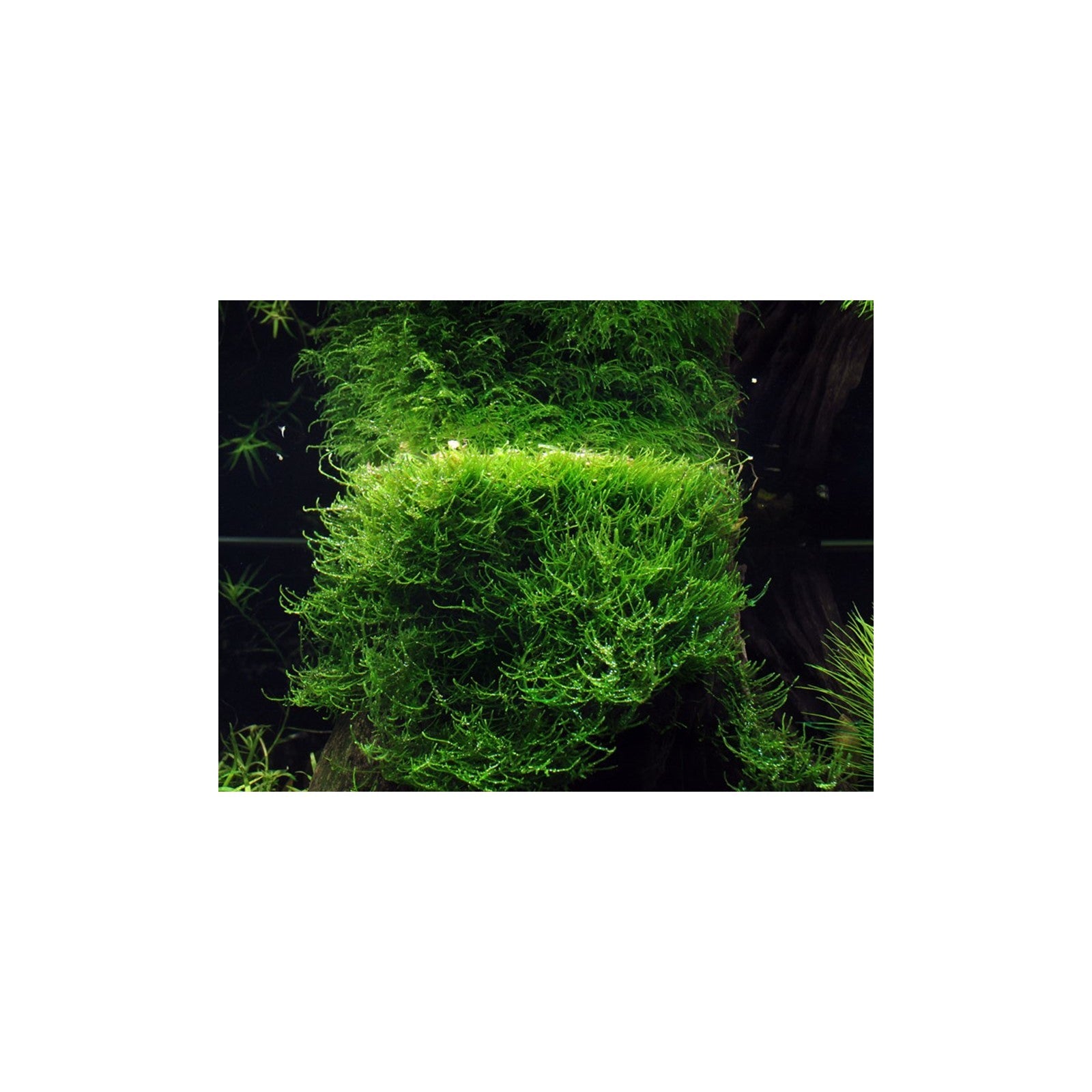 Tropica Taxiphyllum sp. Barberi 'bogor moss'