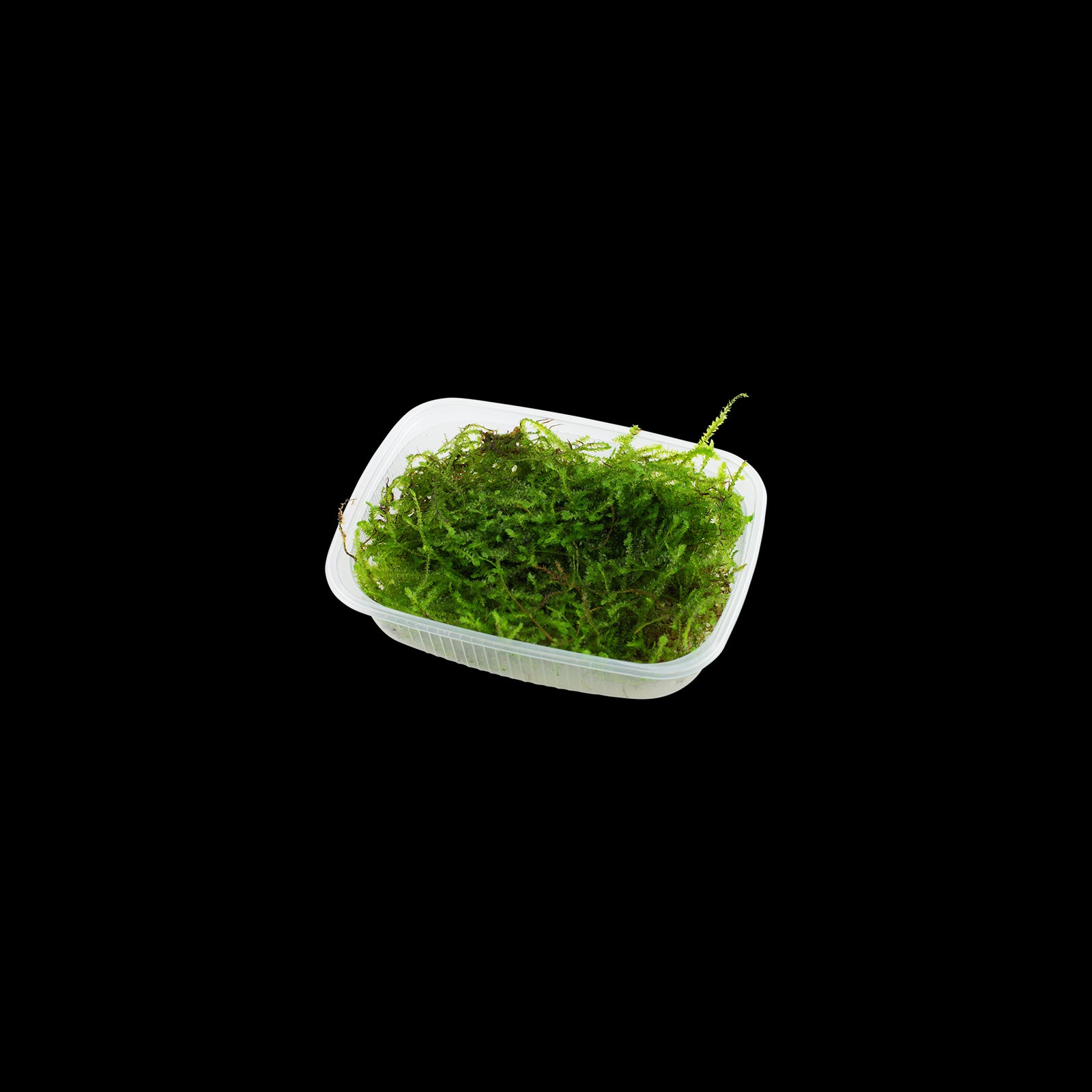 Tropica Taxiphyllum sp. Barberi 'bogor moss'