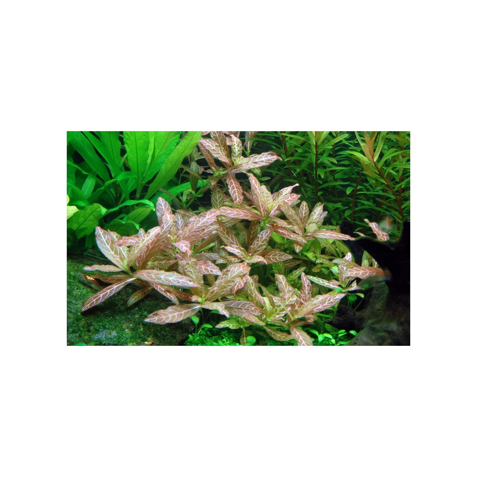 TROPICA Hygrophila Polysperma 'Rosanervig'