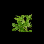 TROPICA Hygrophila Polysperma 'Rosanervig'