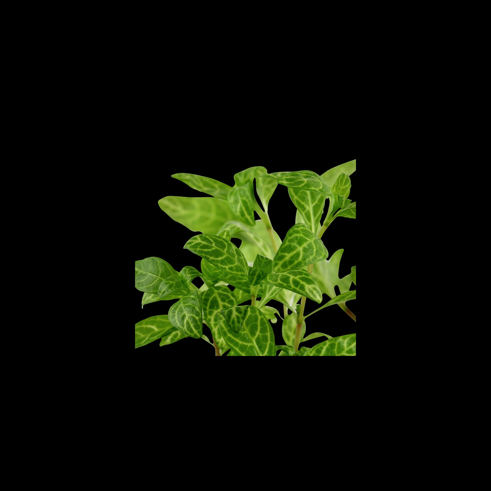 TROPICA Hygrophila Polysperma 'Rosanervig'