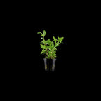 TROPICA Hygrophila Polysperma 'Rosanervig'