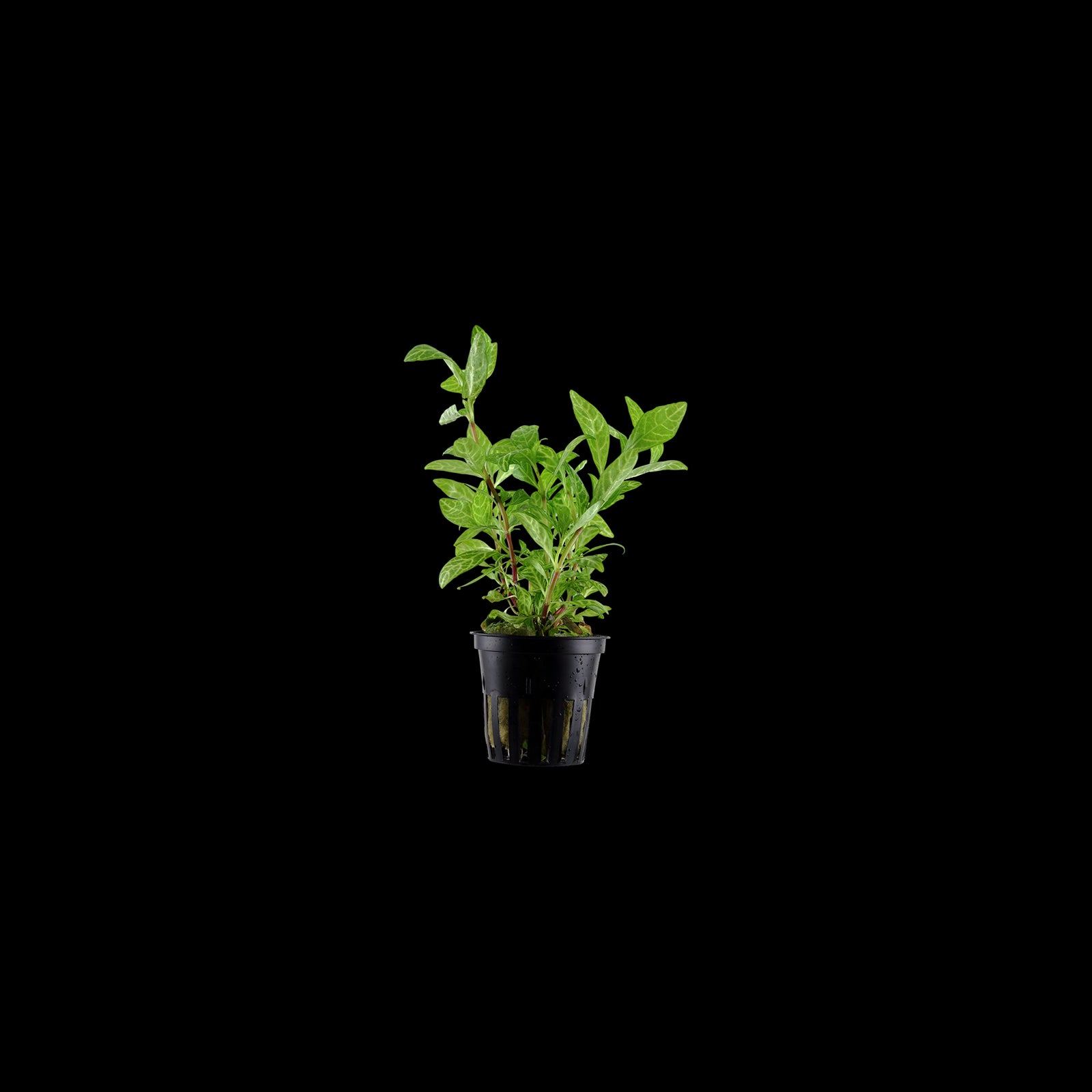 TROPICA Hygrophila Polysperma 'Rosanervig'