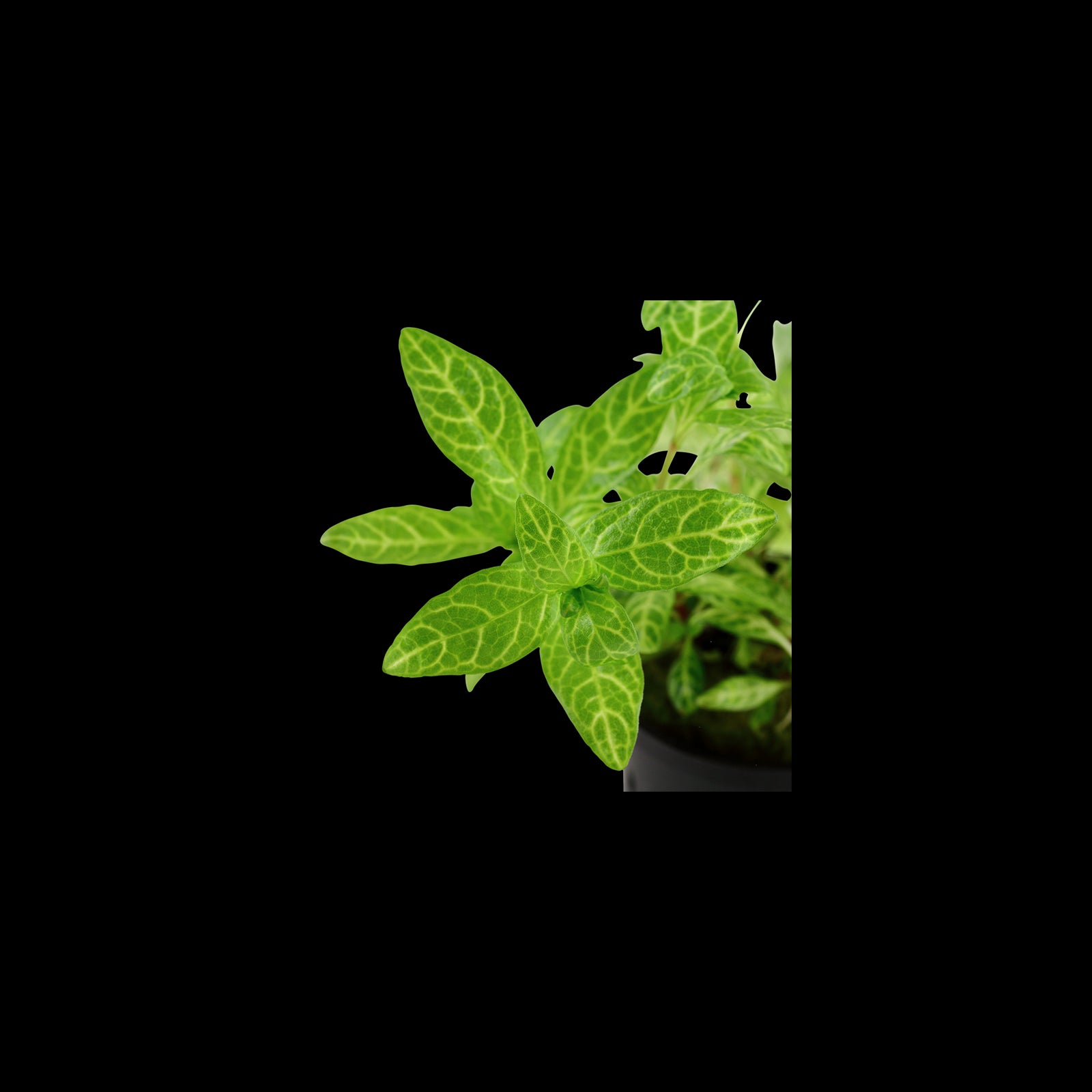TROPICA Hygrophila Polysperma 'Rosanervig'