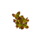 TROPICA Bacopa Salzmannii 'Purple'