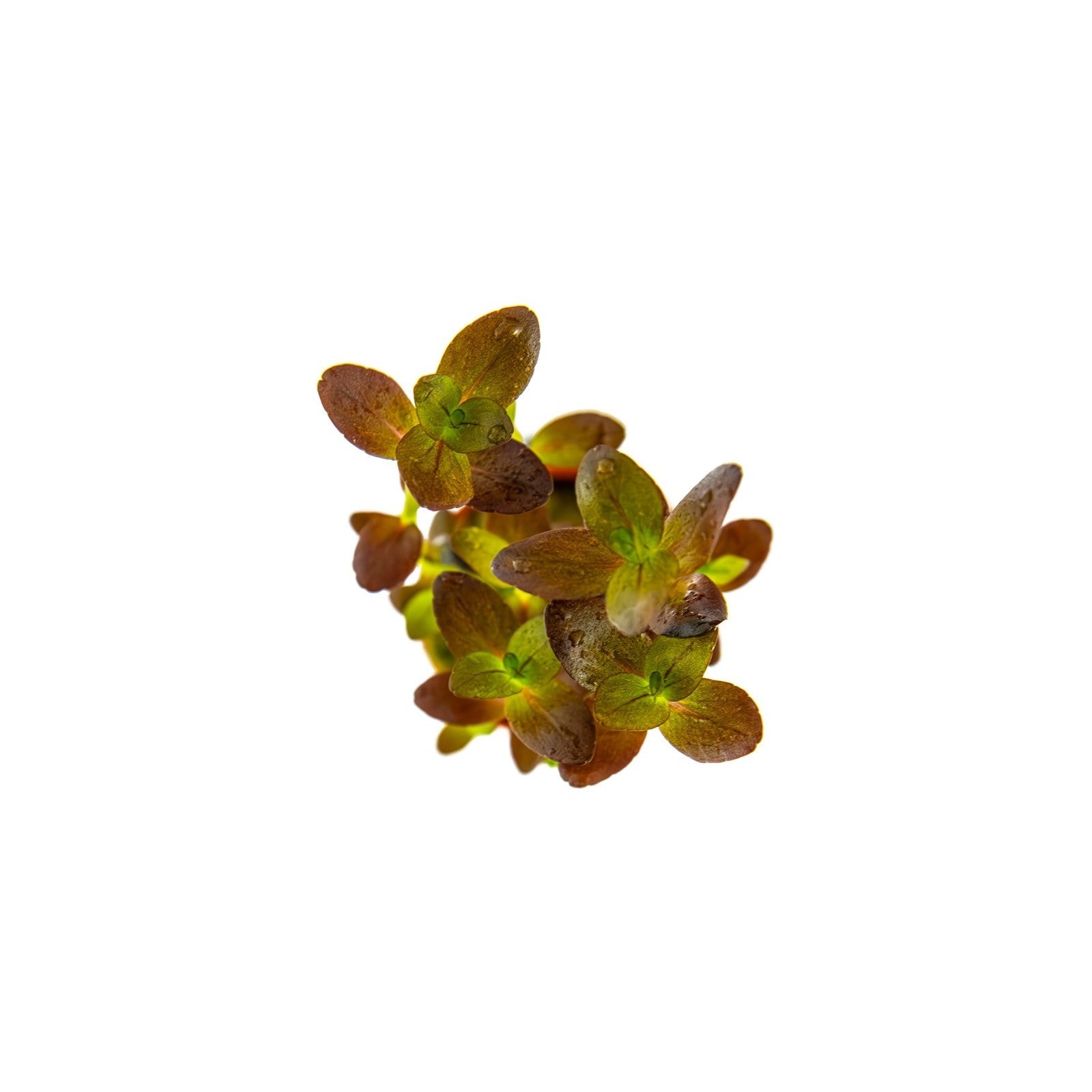 TROPICA Bacopa Salzmannii 'Purple'
