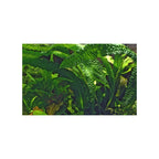 TROPICA Aponogeton Boivinianus - Bulbo