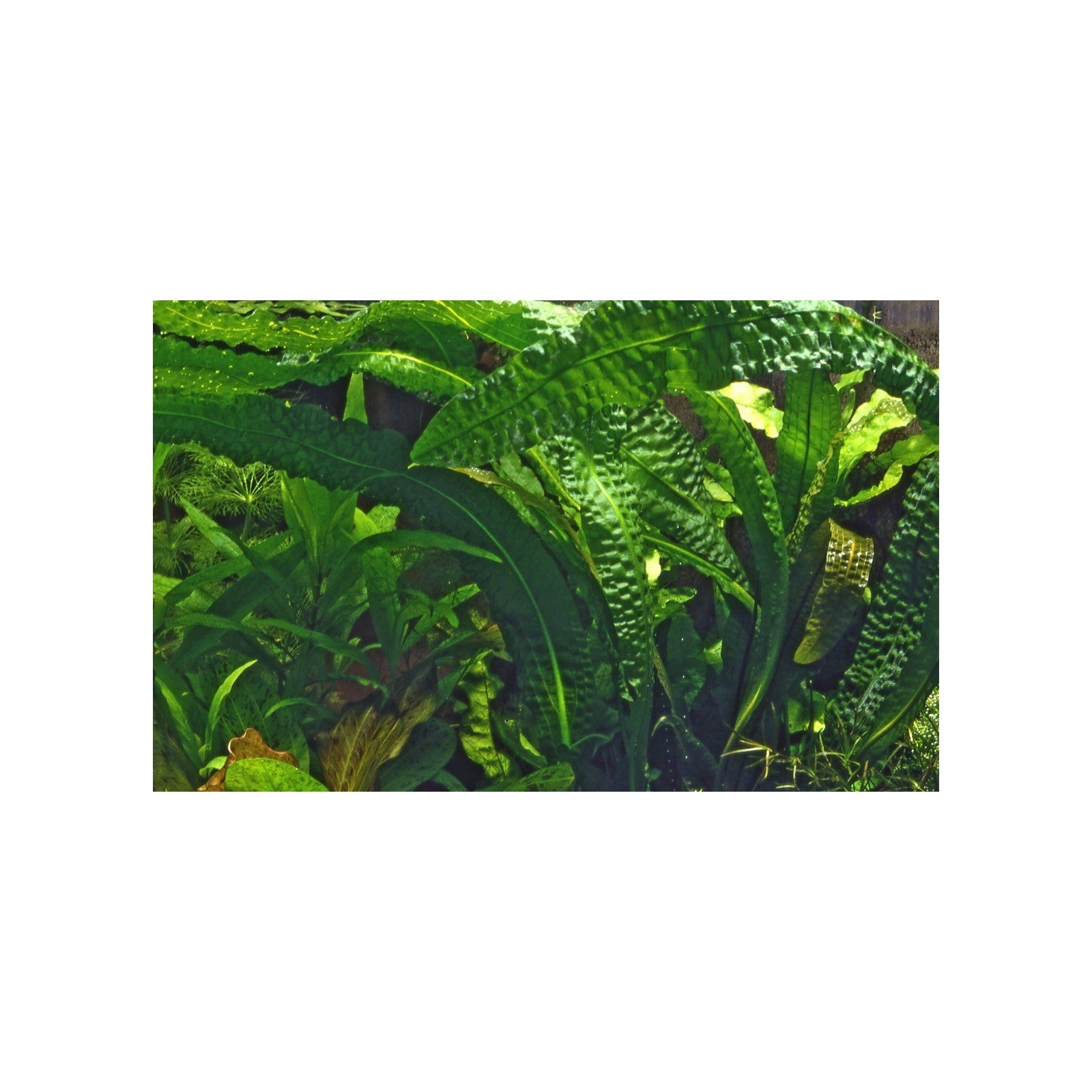 TROPICA Aponogeton Boivinianus - Bulbo