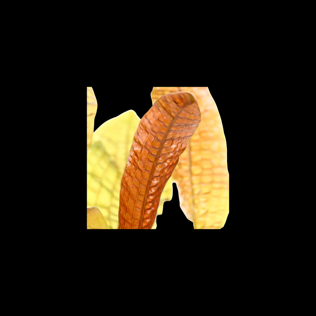 TROPICA Aponogeton Boivinianus - Bulbo
