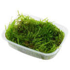 Tropica Taxipèhyllum sp. 'Spiky Moss'  porzione