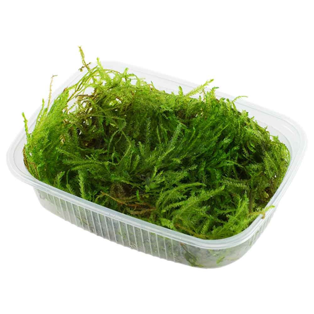 Tropica Taxipèhyllum sp. 'Spiky Moss'  porzione